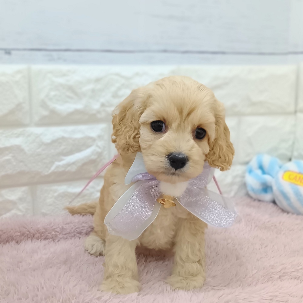 静岡県のコッカプー(アメリカンコッカースパニエル×プードル) (犬の家＆猫の里アミーゴ浜松和田店/2026年4月12日生まれ/女の子/バフ)の子犬の2枚目の画像