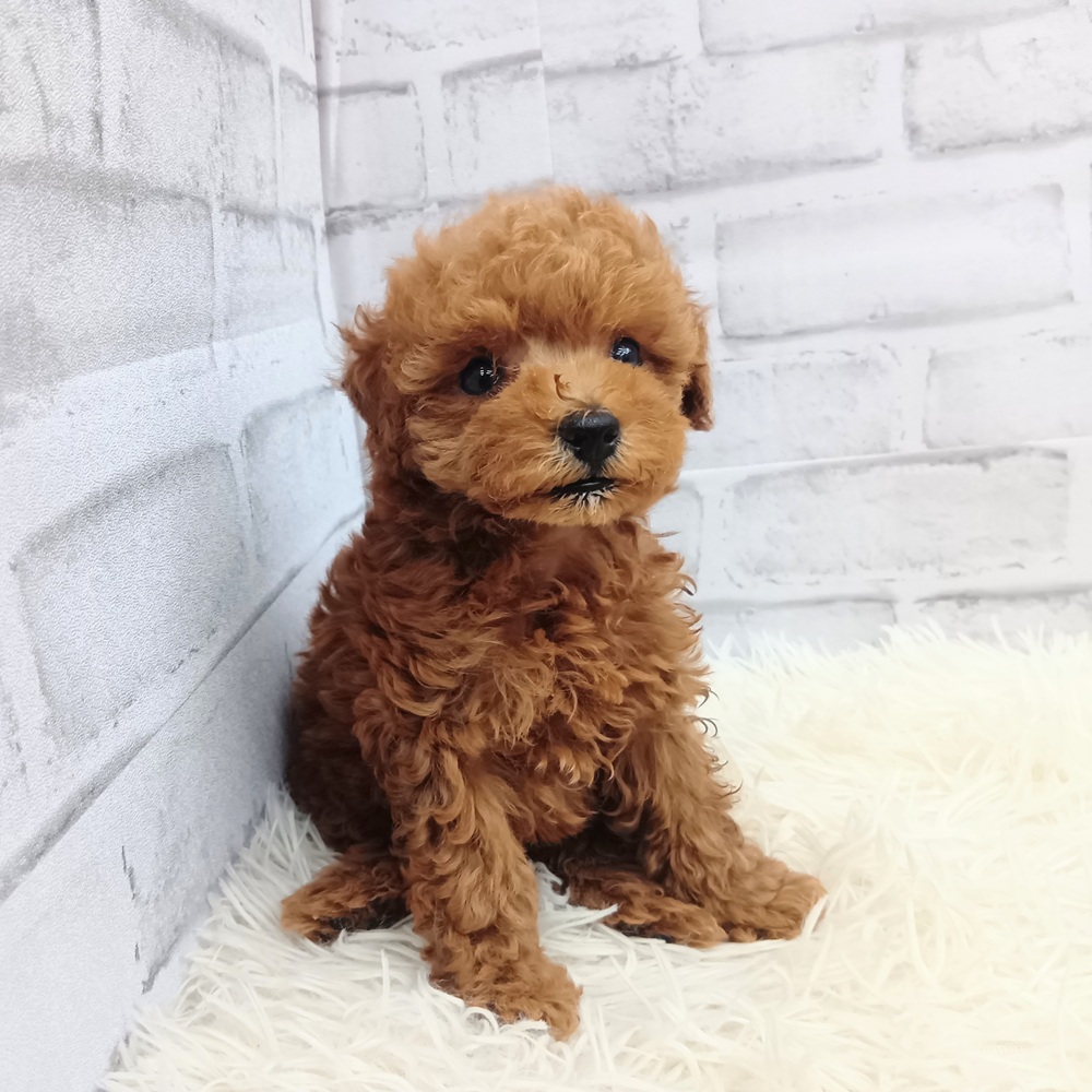 愛知県のトイプードル(トイ) (犬の家＆猫の里MEGAドン・キホーテ東海名和店/2026年6月7日生まれ/男の子/レッドフォーン)の子犬の2枚目の画像