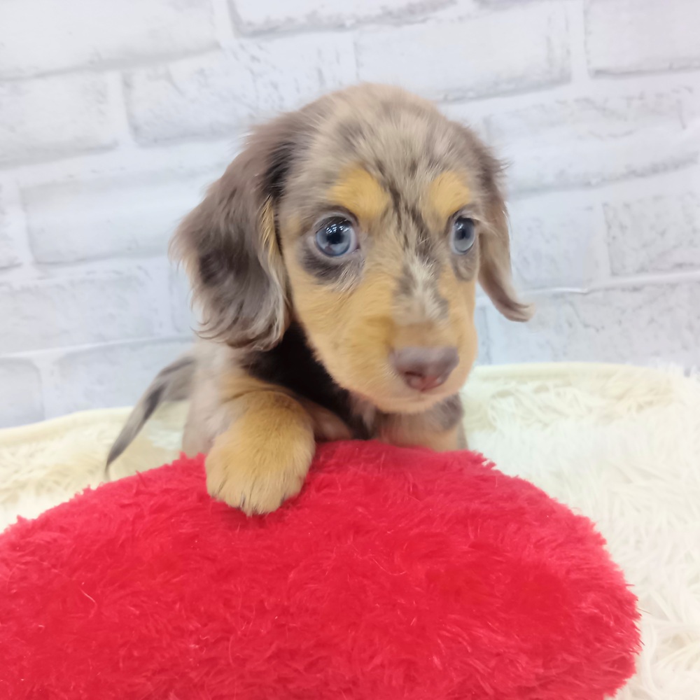 愛知県のミニチュアダックスフンド(ロング) (犬の家＆猫の里MEGAドン・キホーテ東海名和店/2026年7月14日生まれ/女の子/チョコレートダップル)の子犬の2枚目の画像