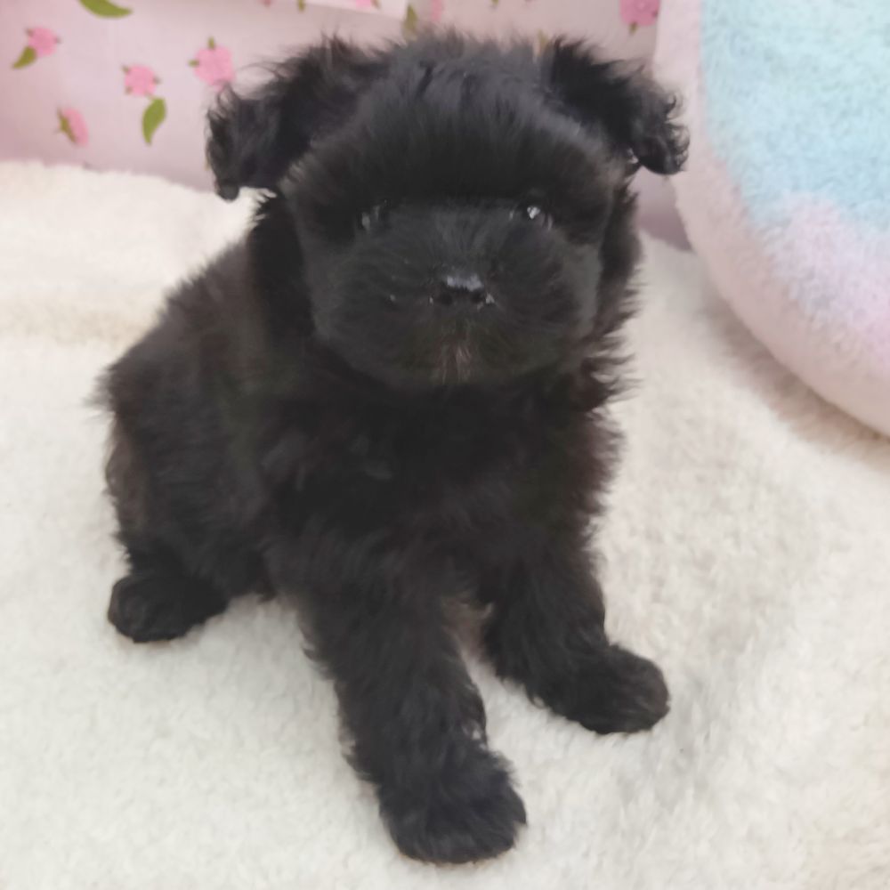 愛知県のポメプー(ポメラニアン×プードル) (犬の家＆猫の里エアポートウォーク店/2026年8月18日生まれ/男の子/ブラック)の子犬の2枚目の画像