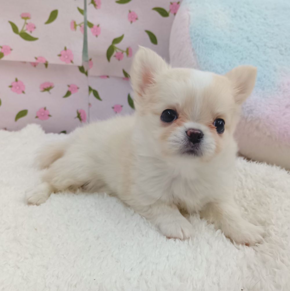 愛知県のチワワ(ロング) (犬の家＆猫の里エアポートウォーク店/2026年8月18日生まれ/女の子/クリーム)の子犬の2枚目の画像