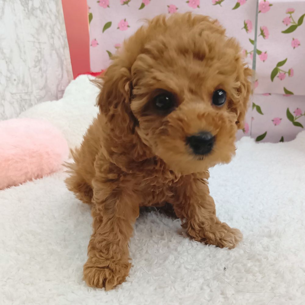 愛知県のトイプードル(トイ) (犬の家＆猫の里エアポートウォーク店/2026年8月15日生まれ/女の子/レッド)の子犬の2枚目の画像