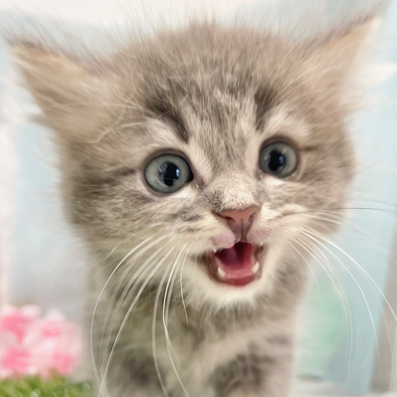 福岡県のサイベリアン (犬の家＆猫の里くりえいと宗像店/2026年6月15日生まれ/男の子/ブルータビーホワイト)の子猫の1枚目の画像