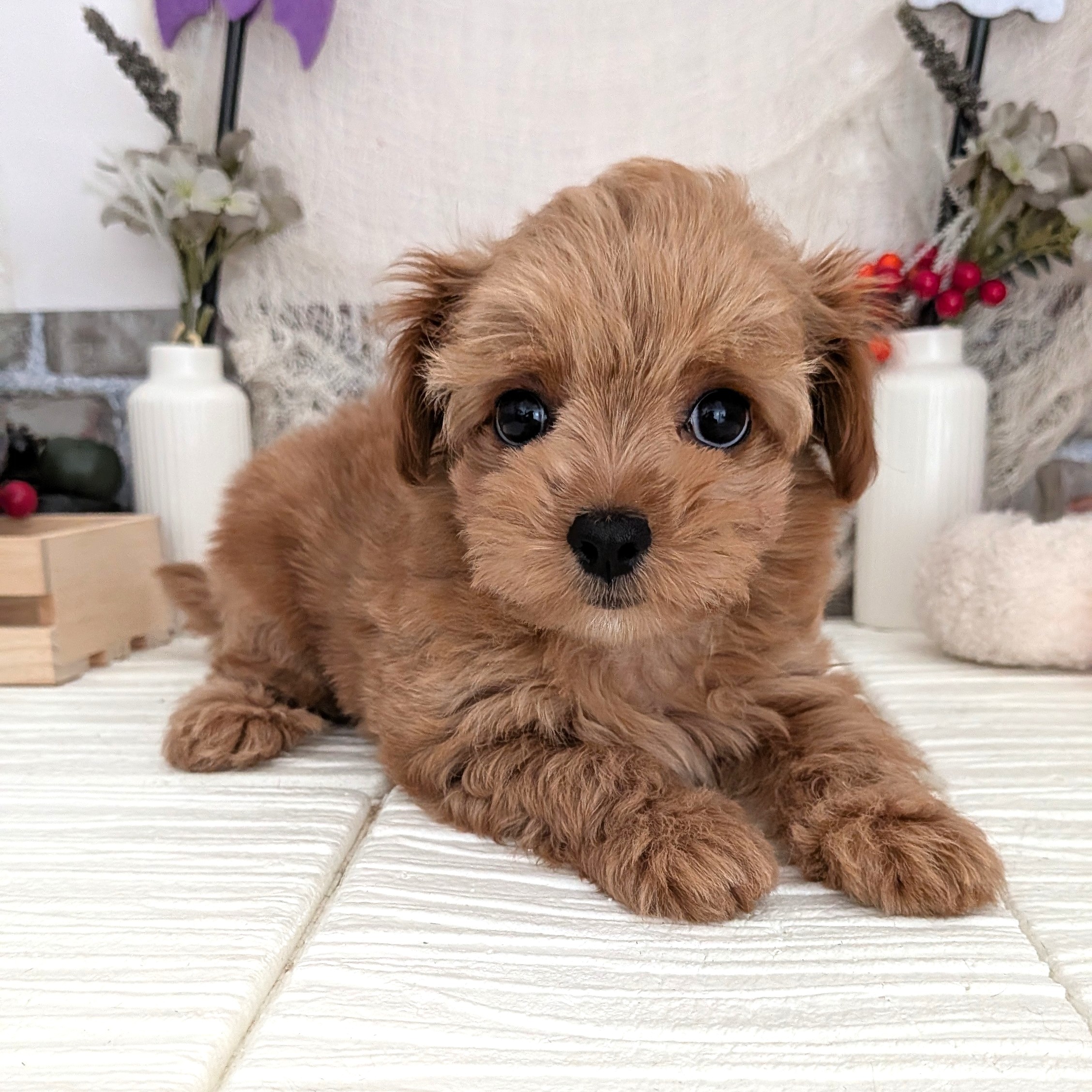 愛知県のチワプー/プーチー(チワワ×プードル) (犬の家&猫の里碧南店/2025年8月18日生まれ/女の子/アプリコット)の子犬の2枚目の画像