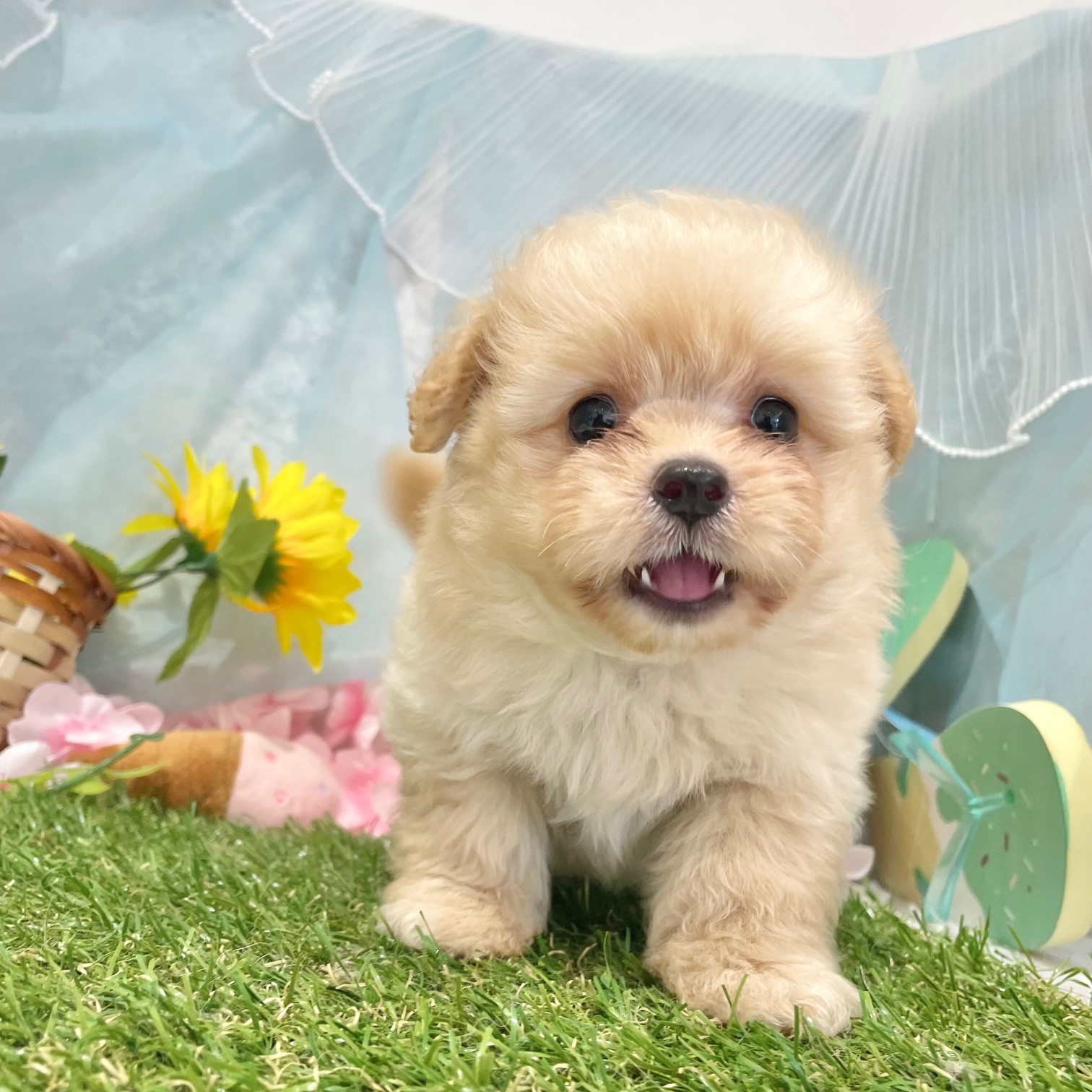 福岡県のポメプー(ポメラニアン×プードル) (犬の家＆猫の里くりえいと宗像店/2026年6月10日生まれ/男の子/クリーム)の子犬の2枚目の画像