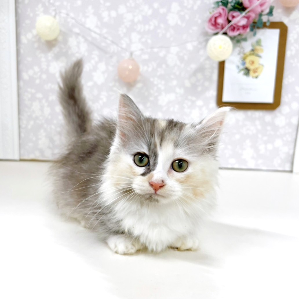 富山県のミヌエット (犬の家＆猫の里アミーゴ高岡蓮花寺店/2026年5月4日生まれ/女の子/ダイリュートキャリコ)の子猫の2枚目の画像