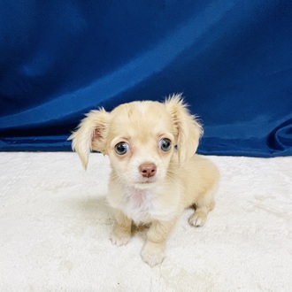 愛知県のチワックス(チワワ×ダックス) (犬の家＆猫の里一宮店/2026年1月30日生まれ/女の子/クリーム)の子犬の1枚目の画像