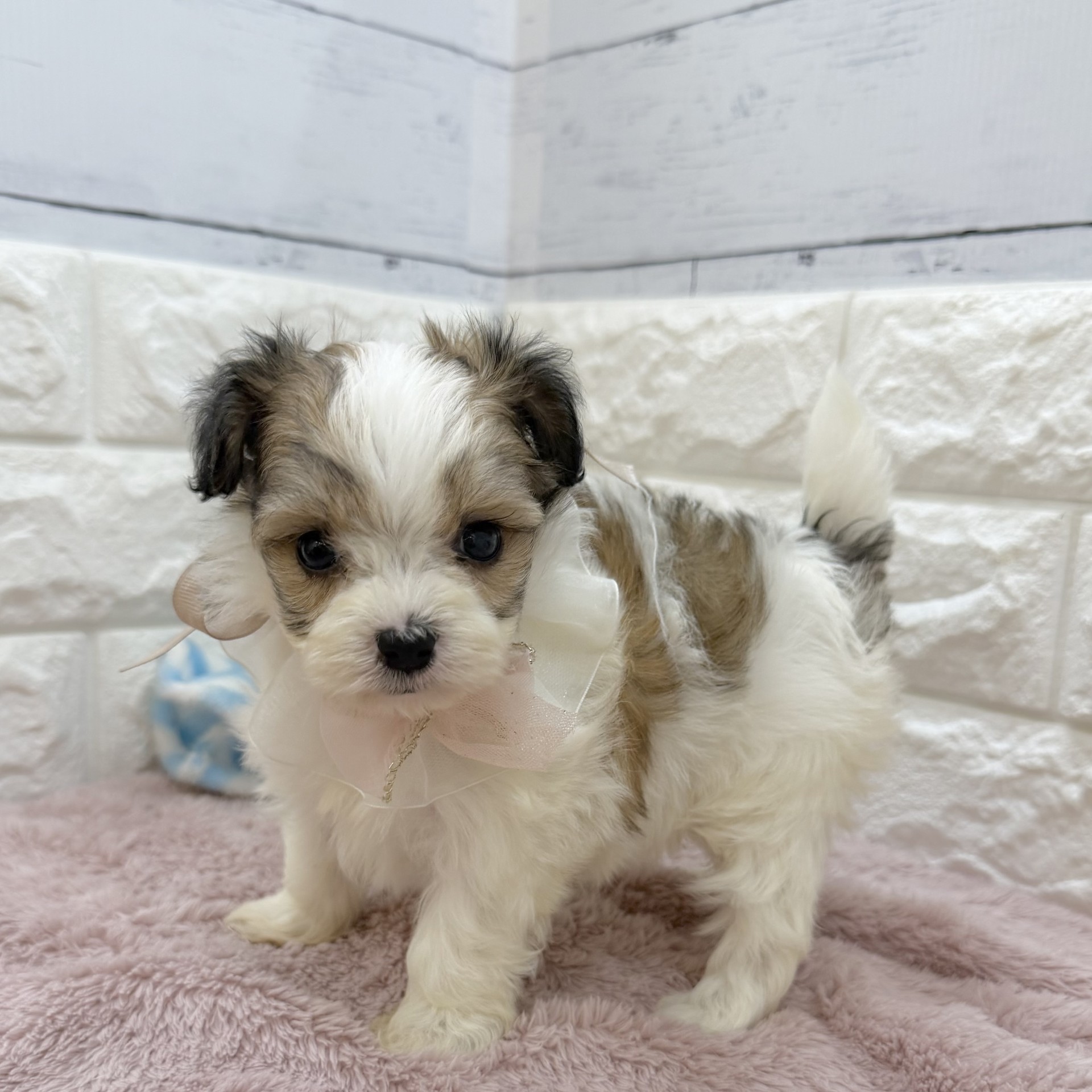 静岡県のハーフ犬・ミックス犬 (犬の家＆猫の里アミーゴ浜松和田店/2026年8月3日生まれ/女の子/ホワイトレッド)の子犬の2枚目の画像