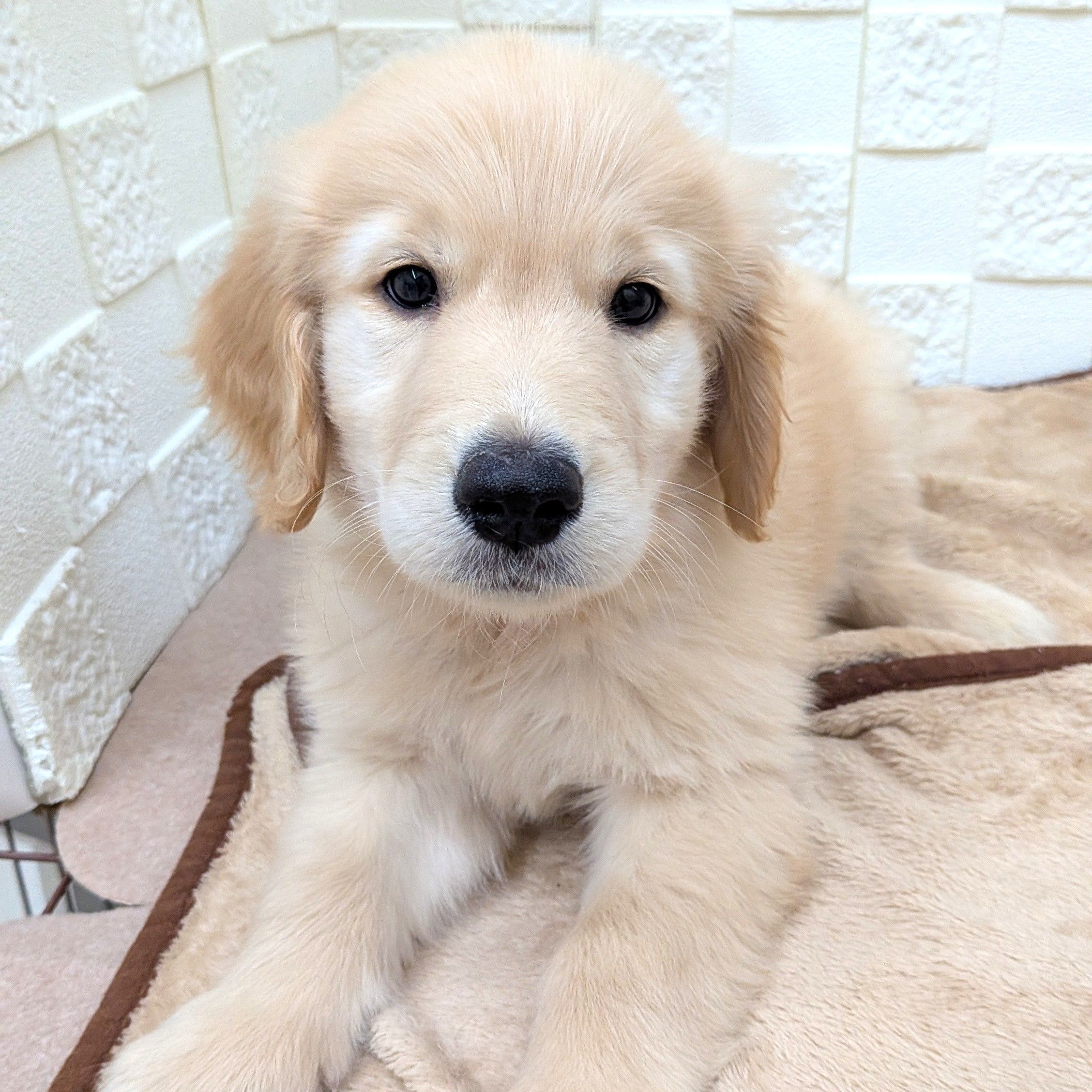 愛知県のゴールデンレトリバー (犬の家&猫の里碧南店/2025年8月26日生まれ/男の子/ゴールデン)の子犬の2枚目の画像