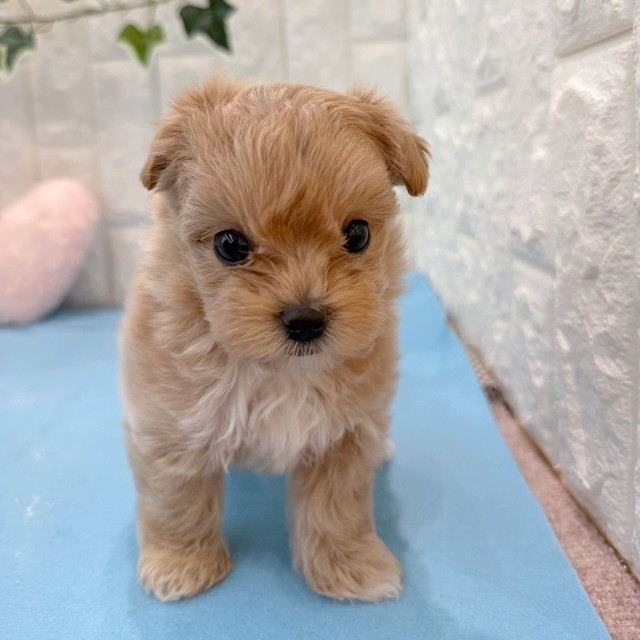 岡山県のマルプー(マルチーズ×プードル) (犬の家＆猫の里倉敷店/2026年5月8日生まれ/女の子/アプリコット)の子犬の2枚目の画像