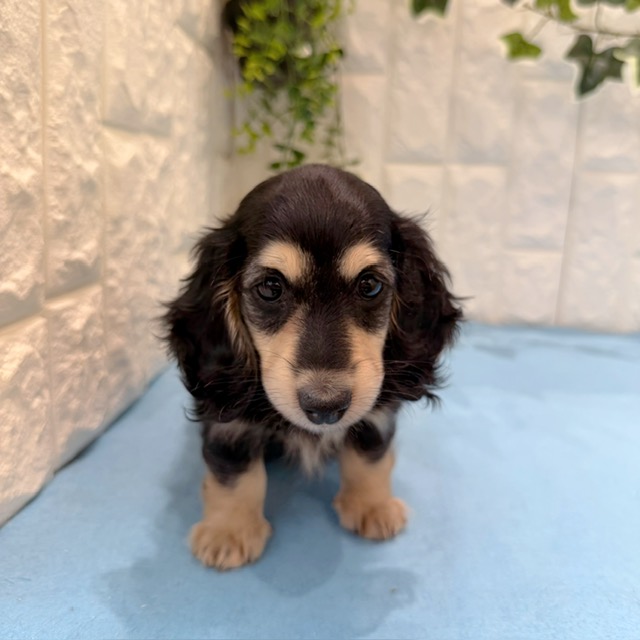 岡山県のカニンヘンダックスフンド(ロング) (犬の家＆猫の里倉敷店/2026年5月8日生まれ/男の子/ブラックイエロー)の子犬の1枚目の画像