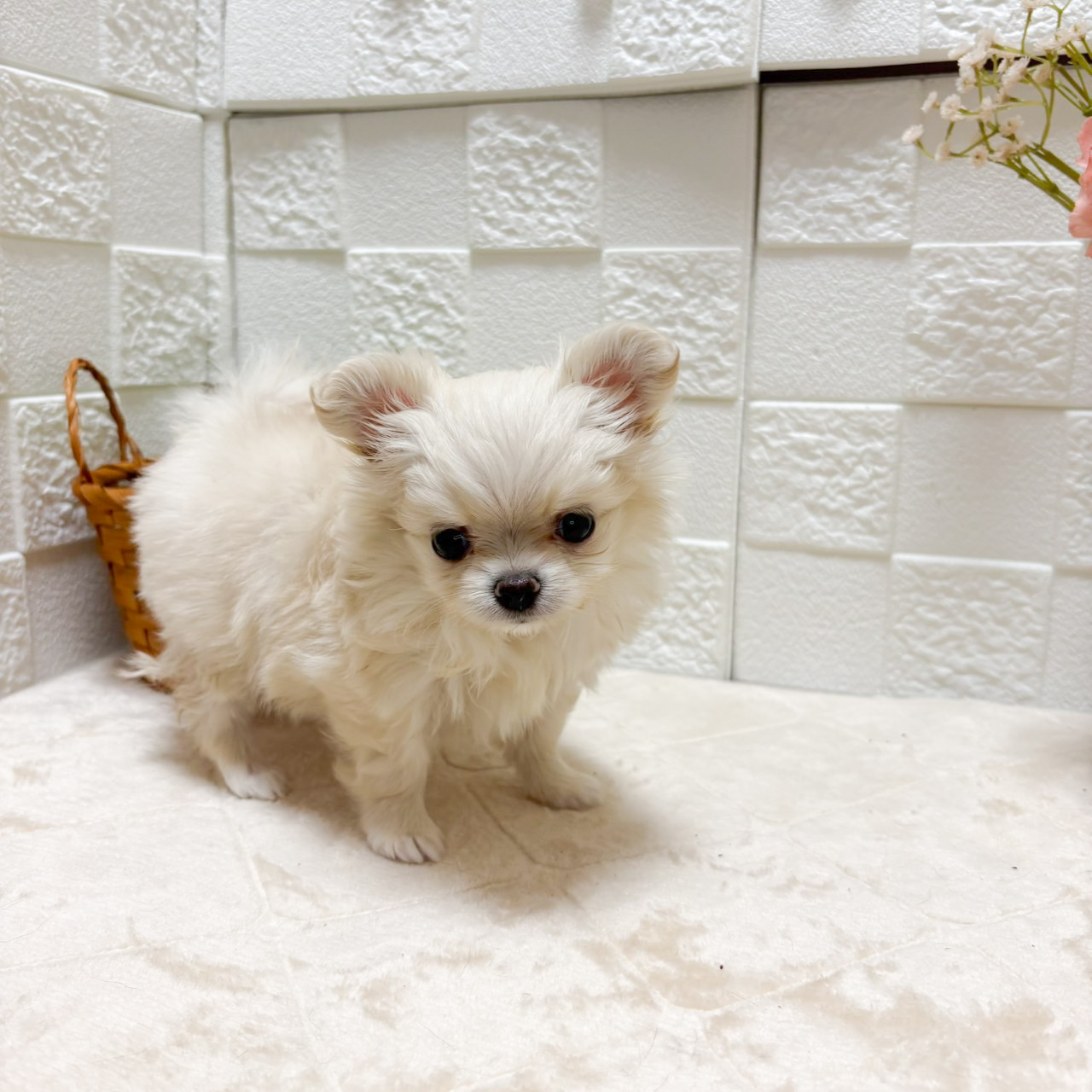 東京都のポメチワ/チワポメ/ポメチー(ポメラニアン×チワワ) (犬の家＆猫の里ペットフォレスト小平店/2026年7月14日生まれ/女の子/クリーム)の子犬の2枚目の画像