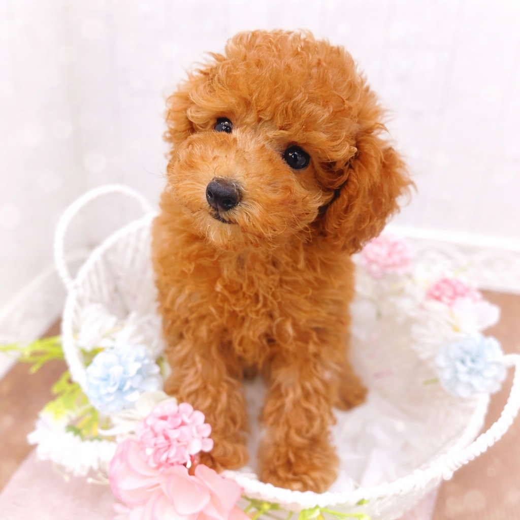 石川県のトイプードル(トイ) (犬の家＆猫の里アミーゴ金沢有松店/2026年1月17日生まれ/男の子/レッドフォーン)の子犬の2枚目の画像