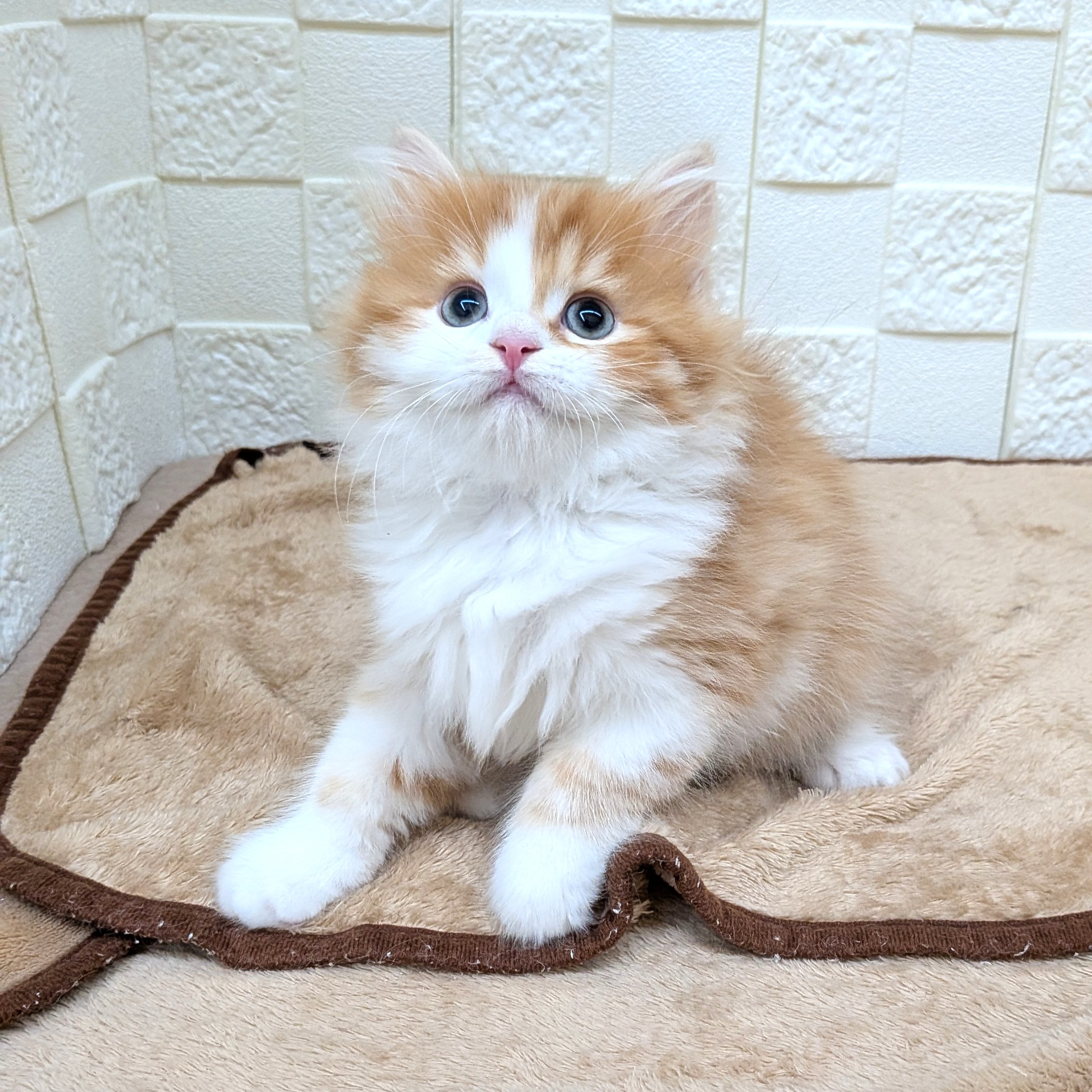 愛知県のスコティッシュフォールド (犬の家&猫の里碧南店/2025年8月27日生まれ/女の子/レッドタビーホワイト)の子猫の2枚目の画像