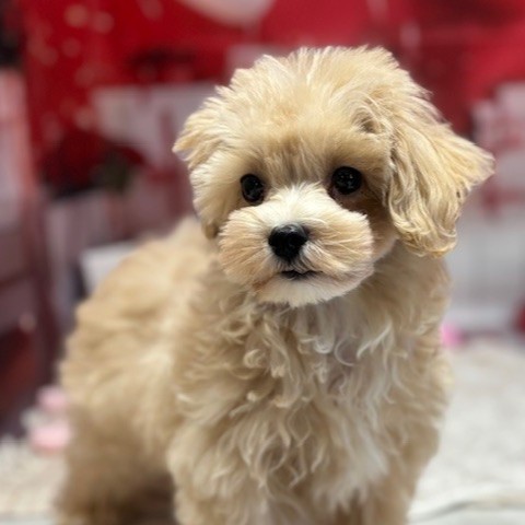 福岡県のマルプー(マルチーズ×プードル) (犬の家＆猫の里トリアス久山店/2025年10月11日生まれ/男の子/アプリコット)の子犬の2枚目の画像