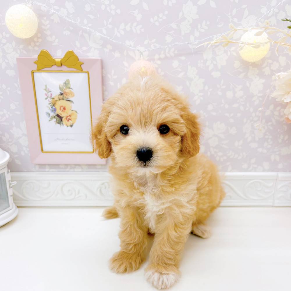 富山県のマルプー(マルチーズ×プードル) (犬の家＆猫の里富山店/2026年3月29日生まれ/男の子/アプリコットホワイト)の子犬の1枚目の画像