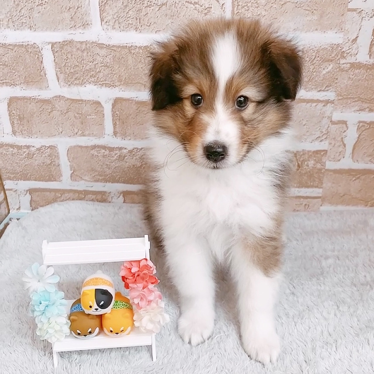 シェットランドシープドッグ シェルティー の毛色について紹介します ペットショップ 犬の家 猫の里 子犬だけでなく子猫の情報もたくさん