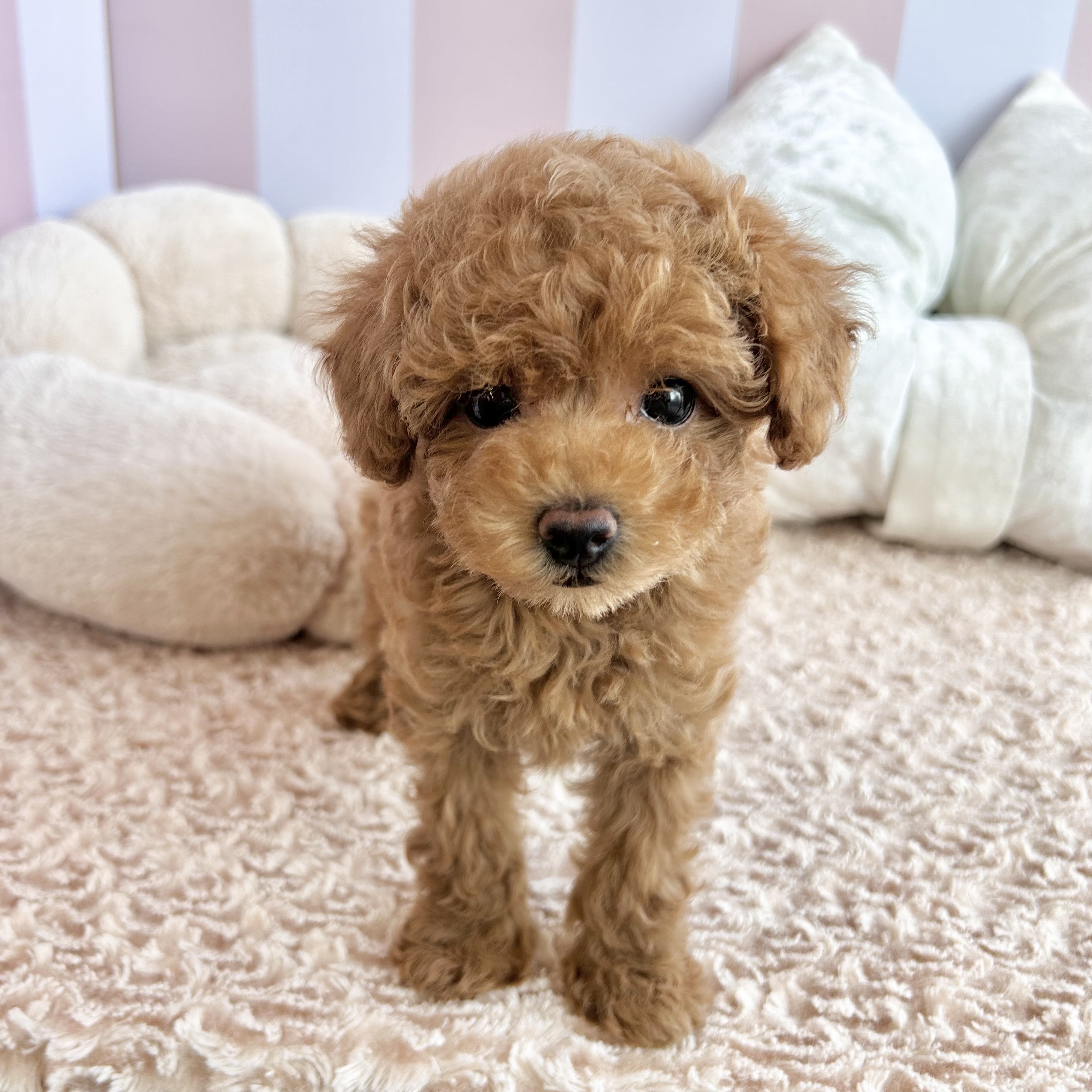 岡山県のトイプードル(トイ) (犬の家＆猫の里倉敷中庄店/2025年9月6日生まれ/女の子/アプリコット)の子犬の1枚目の画像