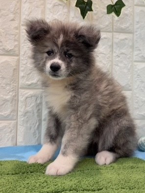 岡山県の秋田犬 (犬の家＆猫の里天満屋ハピーズ西大寺モール店/2026年6月21日生まれ/女の子/虎)の子犬の2枚目の画像