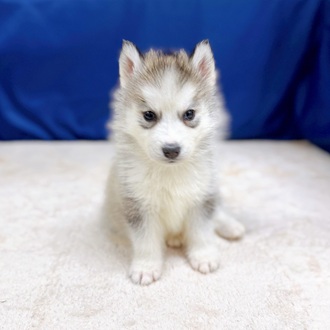 愛知県のシベリアンハスキー (犬の家＆猫の里一宮店/2025年10月17日生まれ/男の子/シルバーホワイト)の子犬の1枚目の画像