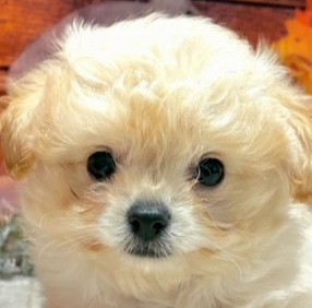 ハーフ犬男の子の写真