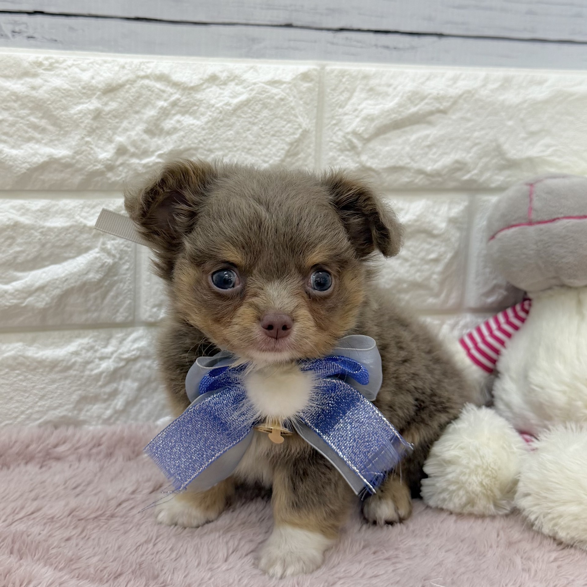 静岡県のチワワ(ロング) (犬の家＆猫の里アミーゴ浜松和田店/2026年8月3日生まれ/男の子/イザベラタンホワイト)の子犬の2枚目の画像