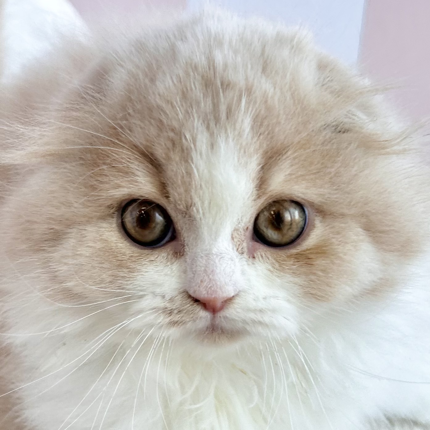 岡山県のスコティッシュフォールド (犬の家＆猫の里倉敷中庄店/2025年11月5日生まれ/女の子/クリームタビーホワイト)の子猫の1枚目の画像