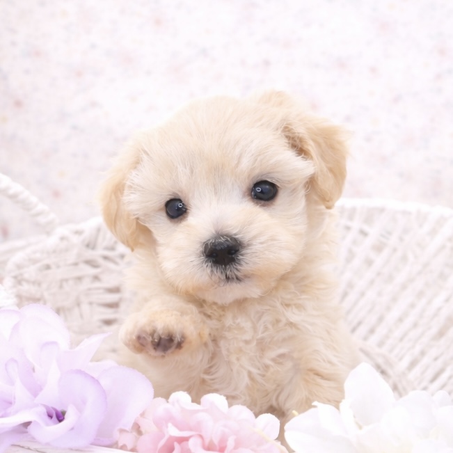 石川県のマルプー(マルチーズ×プードル) (犬の家＆猫の里アミーゴ金沢有松店/2025年10月27日生まれ/男の子/アプリコット)の子犬の1枚目の画像