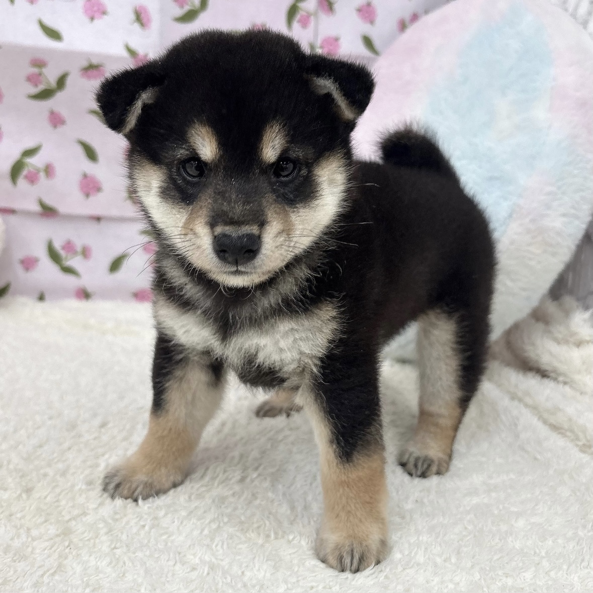 愛知県の柴犬(標準サイズ) (犬の家＆猫の里エアポートウォーク店/2026年8月4日生まれ/女の子/黒)の子犬の1枚目の画像