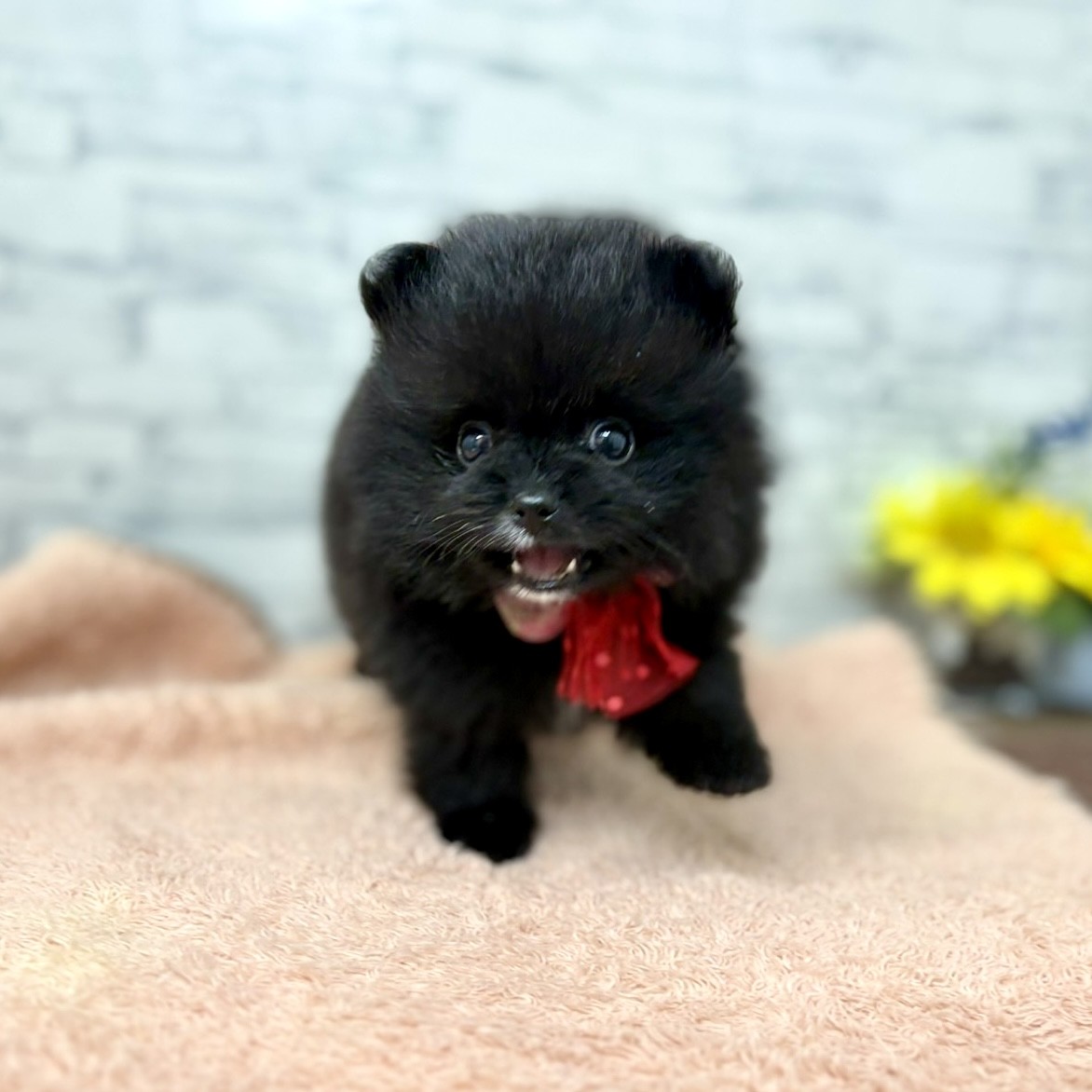 長野県のポメラニアン (犬の家＆猫の里長野店/2026年6月29日生まれ/女の子/ブラック)の子犬の2枚目の画像