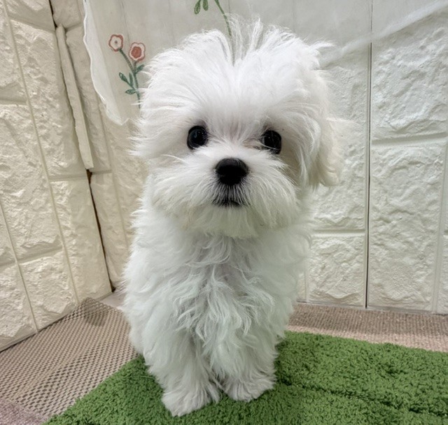 岡山県のマルチーズ (犬の家＆猫の里倉敷店/2026年7月11日生まれ/男の子/ホワイト)の子犬の1枚目の画像