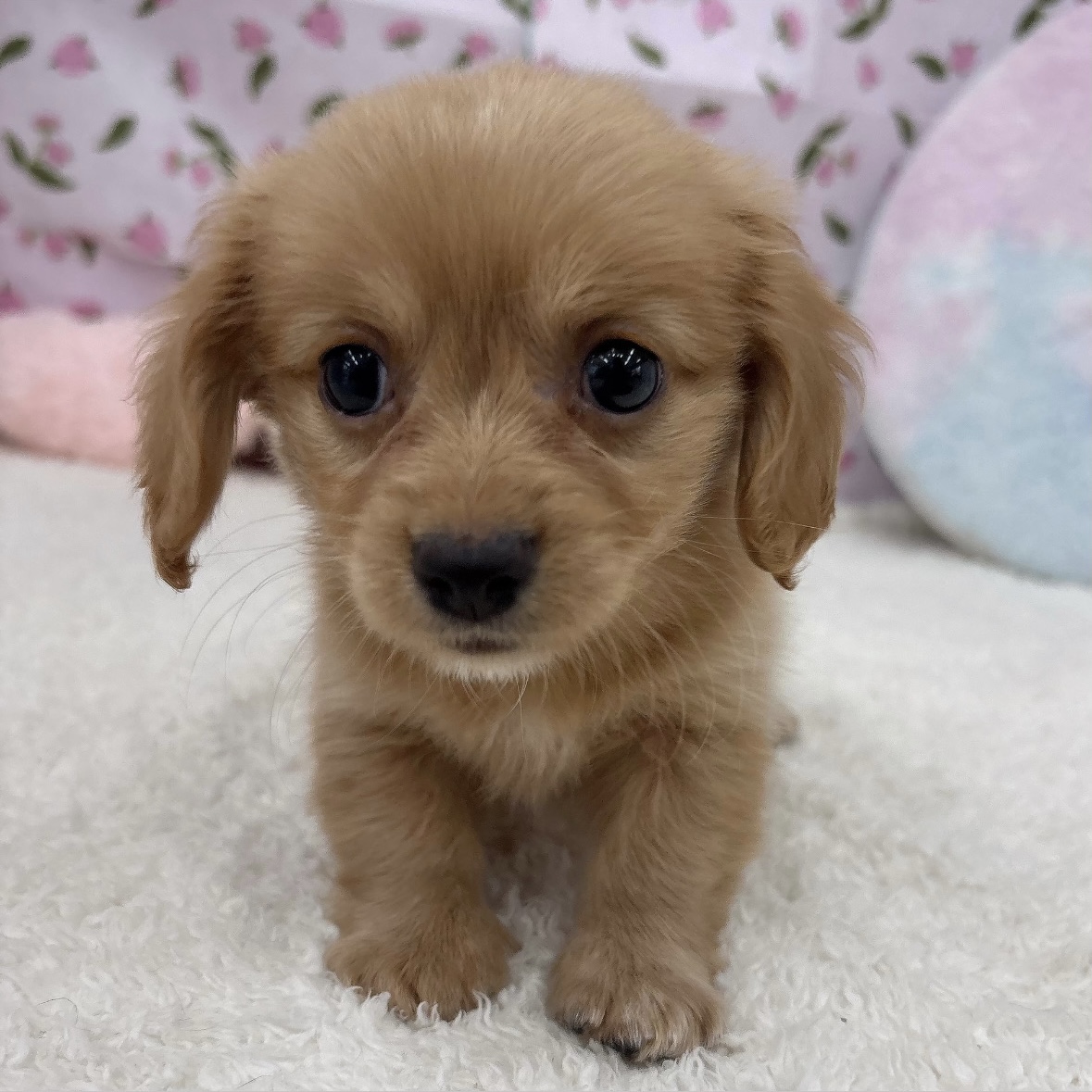 愛知県のチワックス(チワワ×ダックス) (犬の家＆猫の里エアポートウォーク店/2026年8月1日生まれ/男の子/ゴールド)の子犬の1枚目の画像