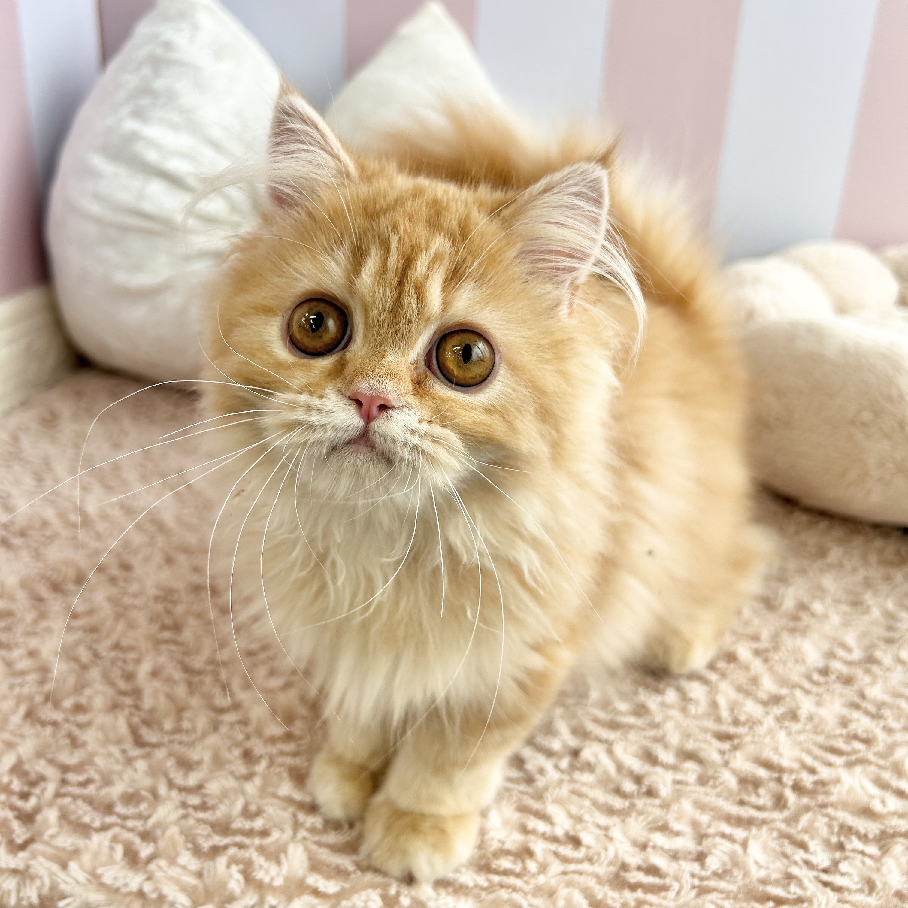 岡山県のミヌエット (犬の家＆猫の里倉敷中庄店/2025年6月7日生まれ/女の子/レッドタビー)の子猫の1枚目の画像