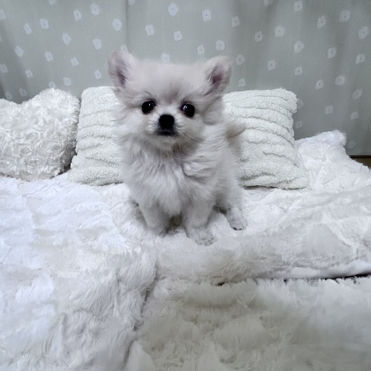 愛知県のポメチワ/チワポメ/ポメチー(ポメラニアン×チワワ) (犬の家＆猫の里安城店/2026年2月4日生まれ/女の子/クリーム)の子犬の2枚目の画像