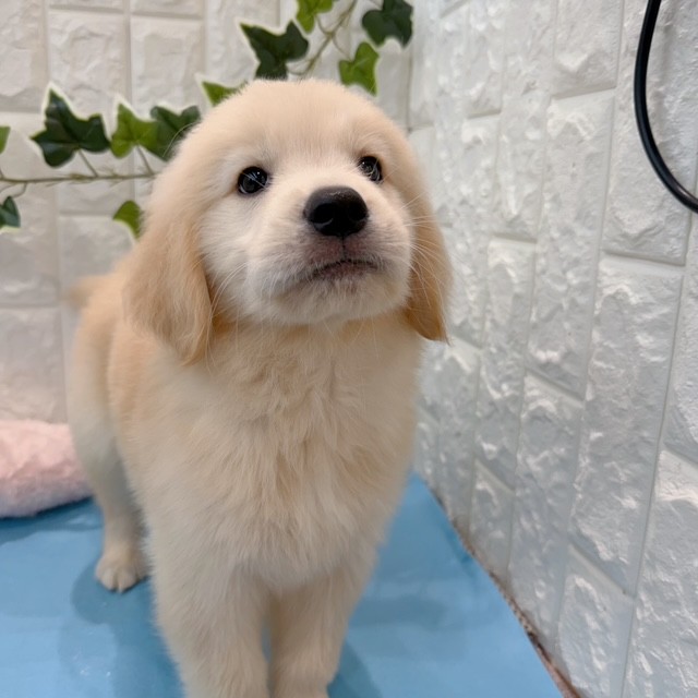 岡山県のゴールデンレトリバー (犬の家＆猫の里倉敷店/2026年5月8日生まれ/女の子/ゴールデン)の子犬の2枚目の画像
