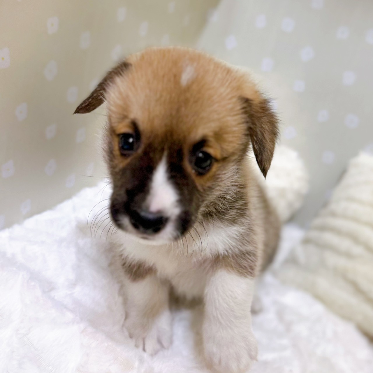 愛知県のウェルシュコーギーペンブローク (犬の家＆猫の里安城店/2026年2月6日生まれ/男の子/セーブルホワイト)の子犬