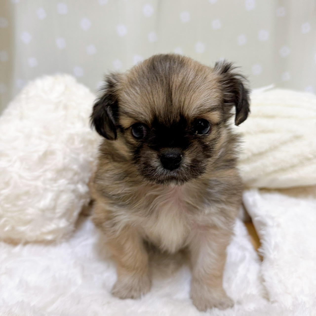 愛知県のチワペキ/ペキチー/ペキチワ(チワワ×ペキニーズ) (犬の家＆猫の里安城店/2026年2月10日生まれ/男の子/レッドホワイト)の子犬の1枚目の画像