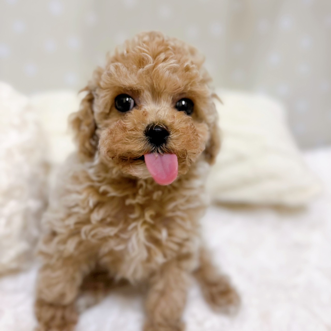 愛知県のビションプー(ビションフリーゼ×プードル) (犬の家＆猫の里安城店/2026年2月6日生まれ/女の子/アプリコット)の子犬