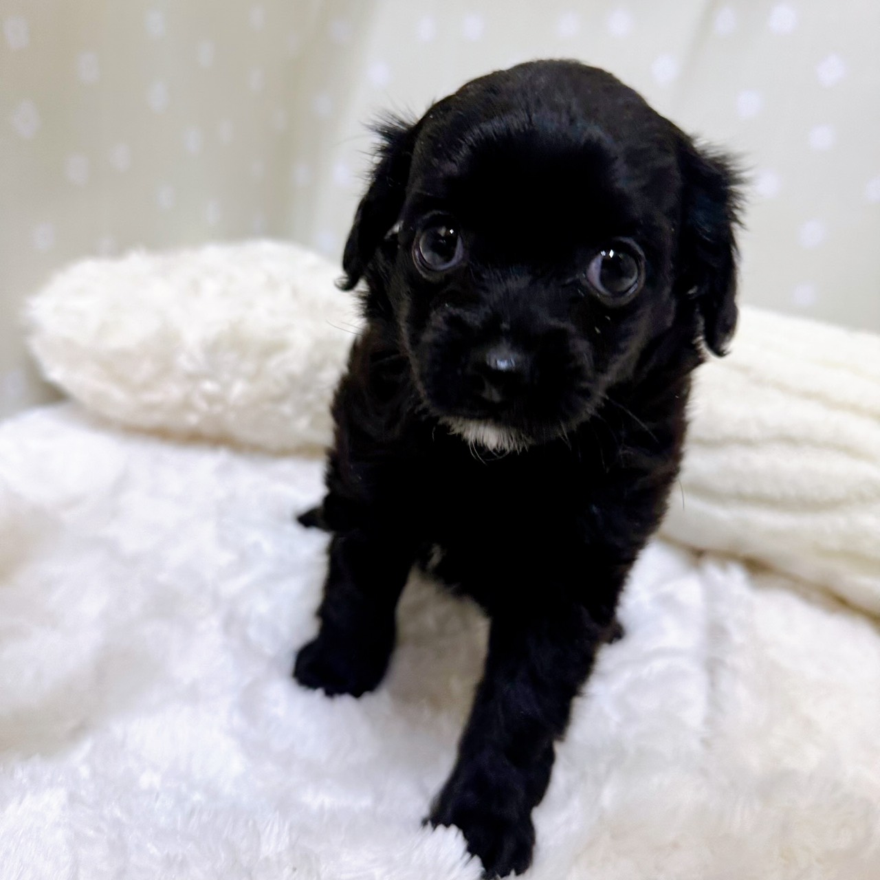 愛知県のチワプー/プーチー(チワワ×プードル) (犬の家＆猫の里安城店/2026年2月8日生まれ/女の子/ブラック)の子犬の2枚目の画像