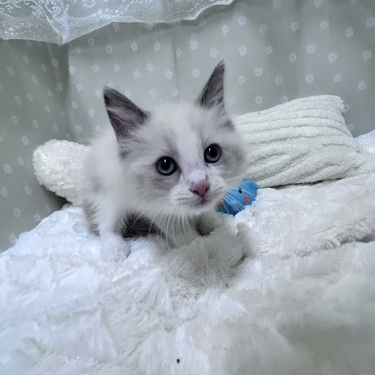 愛知県のラグドール (犬の家＆猫の里安城店/2026年2月4日生まれ/男の子/ブルーポイントバイカラー)の子猫の1枚目の画像