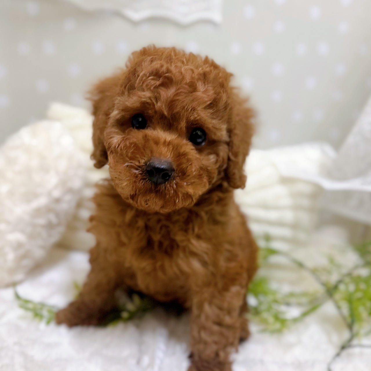 愛知県のトイプードル(トイ) (犬の家＆猫の里安城店/2026年1月25日生まれ/男の子/レッド)の子犬の2枚目の画像