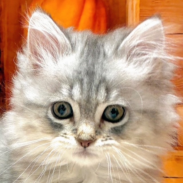 ミヌエット男の子の写真