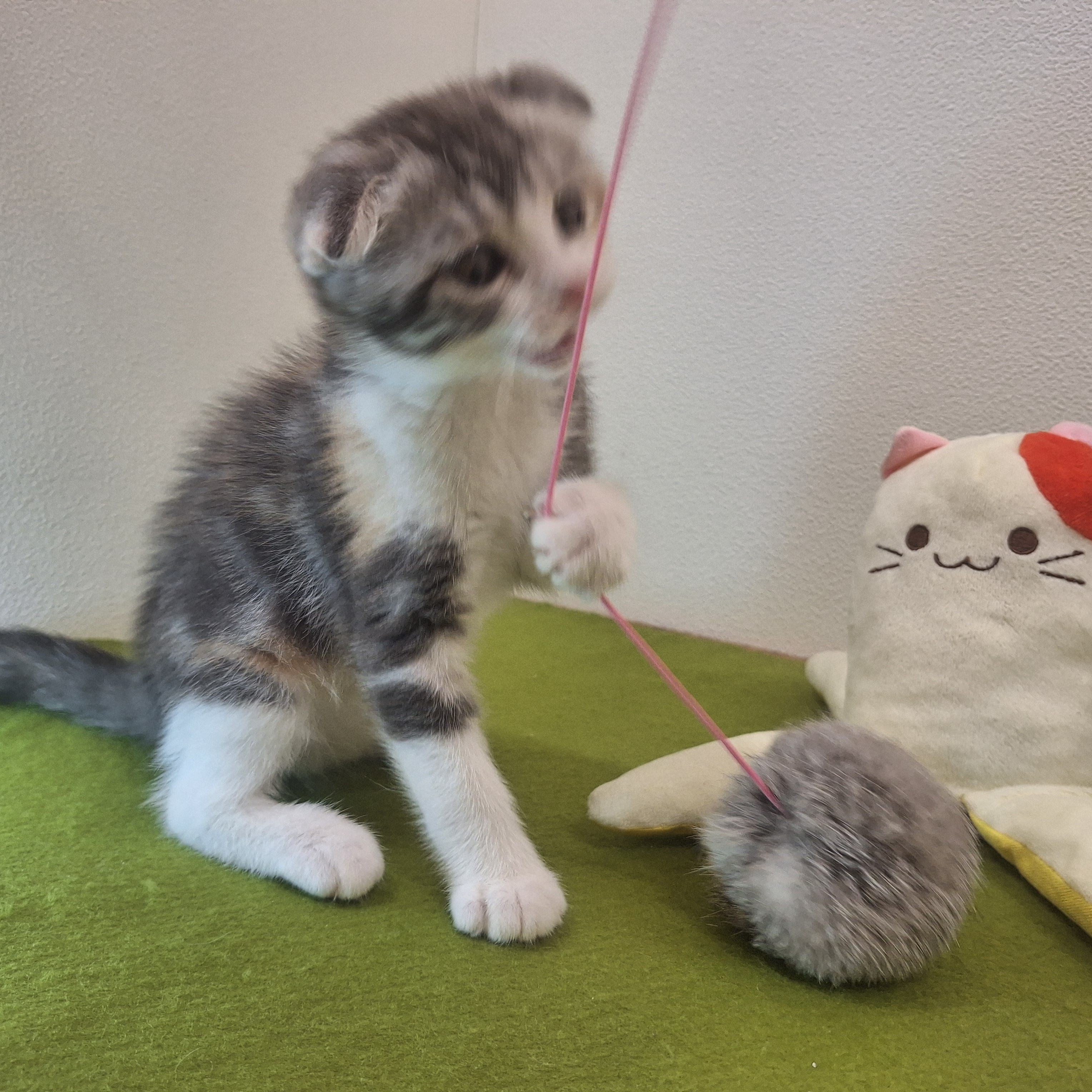 福岡県のスコティッシュフォールド (犬の家＆猫の里トリアス久山店/2025年7月3日生まれ/女の子/ブルーパッチドタビーホワイト)の子猫の2枚目の画像