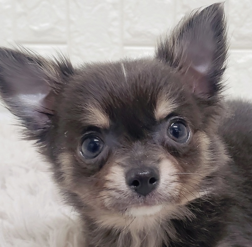 岡山県のチワワ(ロング) (犬の家＆猫の里倉敷中庄店/2025年10月14日生まれ/男の子/ブルータンホワイト)の子犬の1枚目の画像