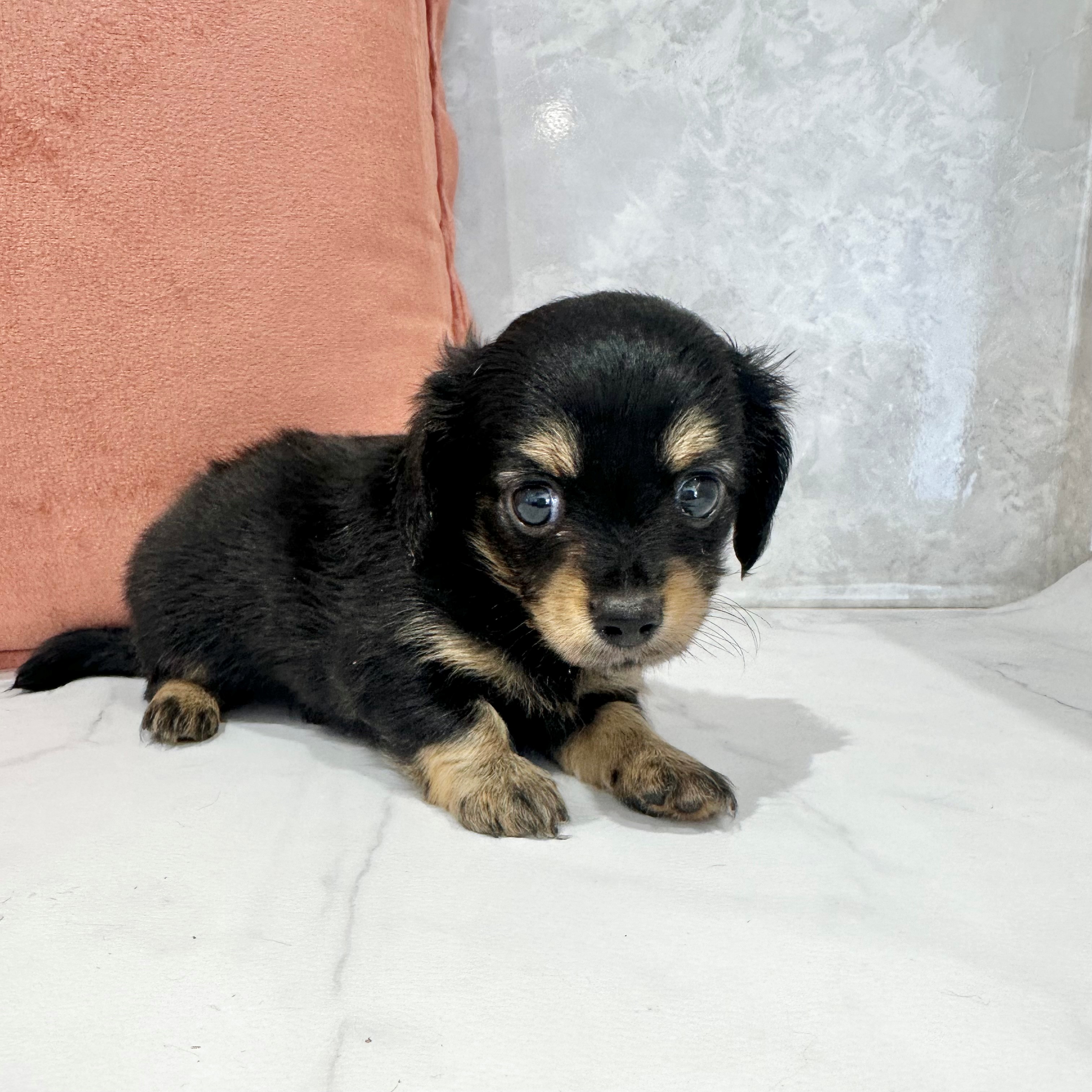 福岡県のチワックス(チワワ×ダックス) (犬の家＆猫の里くりえいと宗像店/2026年3月1日生まれ/男の子/ブラックタン)の子犬の2枚目の画像