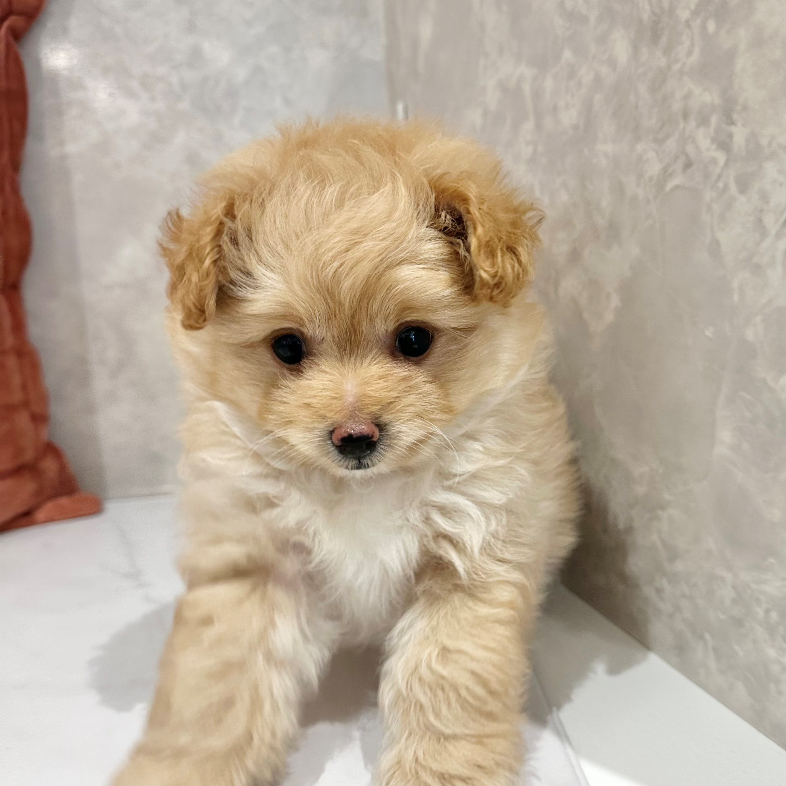 福岡県のポメプー(ポメラニアン×プードル) (犬の家＆猫の里くりえいと宗像店/2026年3月2日生まれ/男の子/アプリコット)の子犬の2枚目の画像