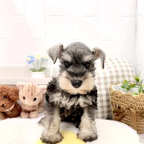 愛知県のミニチュアシュナウザー (犬の家＆猫の里豊川インター店/2026年5月23日生まれ/女の子/ソルトペッパー)の子犬の1枚目の画像