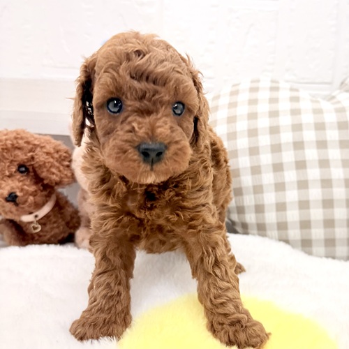 愛知県のトイプードル(トイ) (犬の家＆猫の里豊川インター店/2026年5月25日生まれ/男の子/レッド)の子犬の2枚目の画像