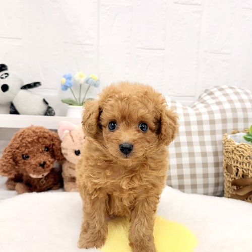 愛知県のトイプードル(トイ) (犬の家＆猫の里豊川インター店/2026年5月25日生まれ/女の子/レッド)の子犬の1枚目の画像