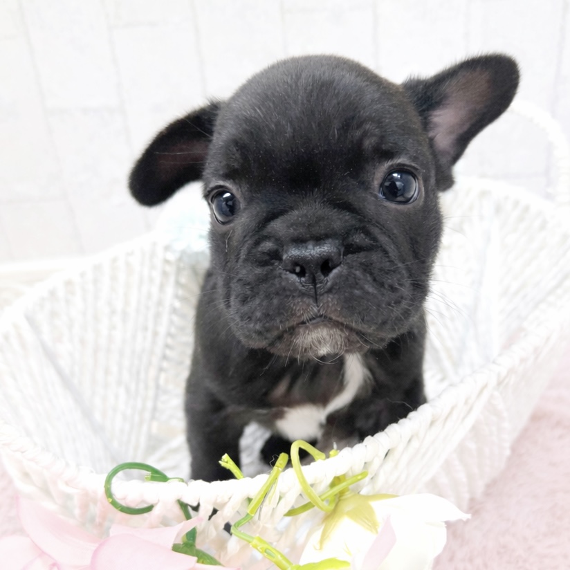 石川県のフレンチブルドッグ (犬の家＆猫の里アミーゴ金沢有松店/2026年1月2日生まれ/男の子/ブリンドル)の子犬の2枚目の画像